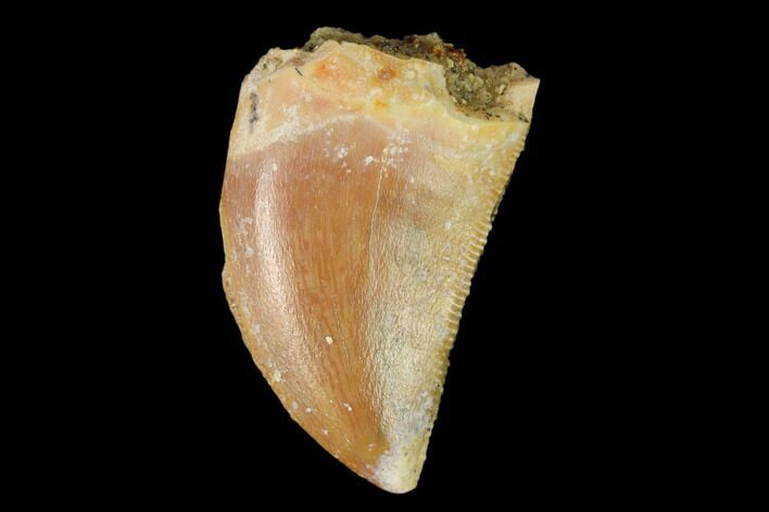 Serrated, Baby Carcharodontosaurus Tooth - Morocco #159297